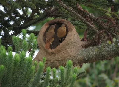 Discover the Exciting Lyrics of Primera Cita - Unveiling Romantic Vibes!